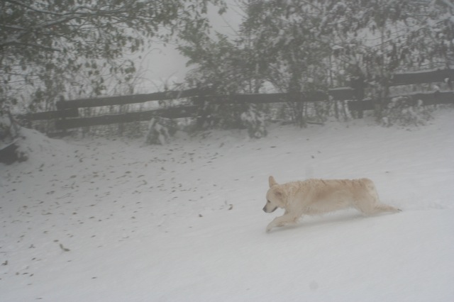 Freude im Schnee