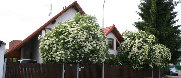 Holunderhuette